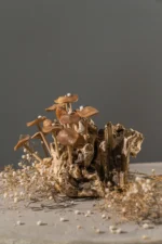 Sculpture bois 15 - Image 2